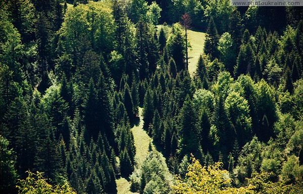 Uzhanskyi Reserve. Carpathian forest set Zakarpattia Region Ukraine photos