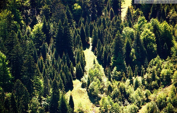 Ужанский НПП. Старый и молодой карпатский лес Закарпатская область Фото Украины
