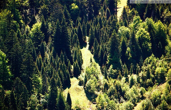 Uzhanskyi Reserve. Old and young forest Zakarpattia Region Ukraine photos