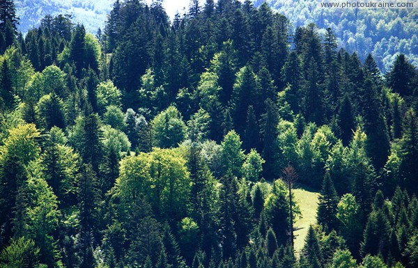 Uzhanskyi Reserve. Tops of Carpathian trees Zakarpattia Region Ukraine photos