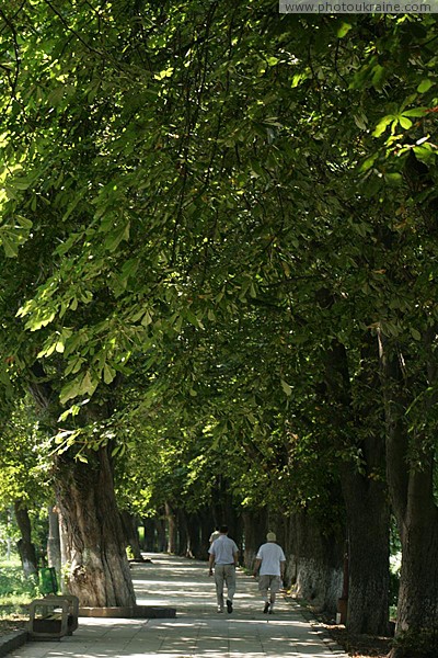 Uzhgorod. Alley of old chestnuts Zakarpattia Region Ukraine photos