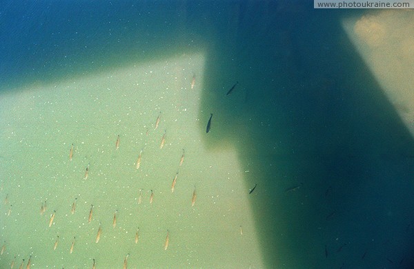 Uzhgorod. Fish school under pedestrian bridge Zakarpattia Region Ukraine photos