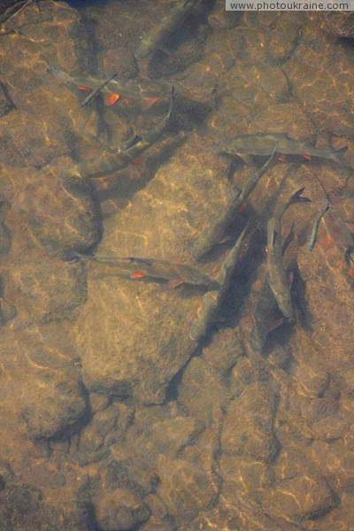 Uzhgorod. Clear waters of river Uzh Zakarpattia Region Ukraine photos