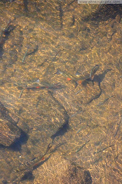 Uzhgorod. Fish abundance River Uzh Zakarpattia Region Ukraine photos