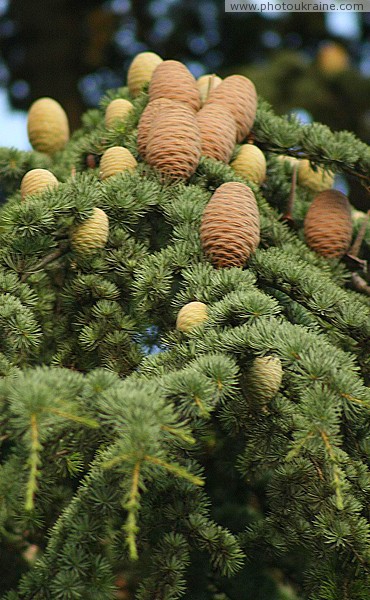 Uzhgorod. Coniferous-seed cones Zakarpattia Region Ukraine photos