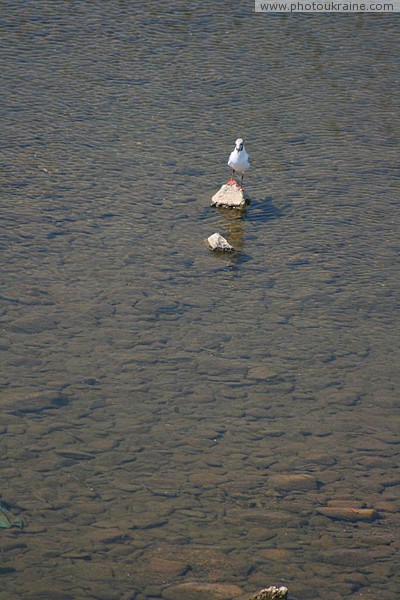 Ужгород. Речная чайка Закарпатская область Фото Украины