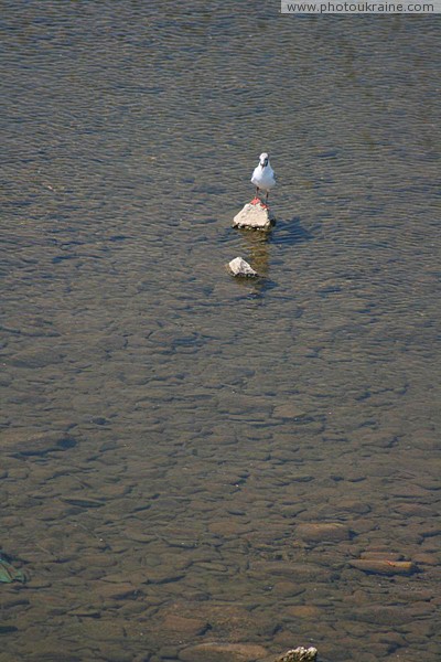 Uzhgorod. Gull River Zakarpattia Region Ukraine photos