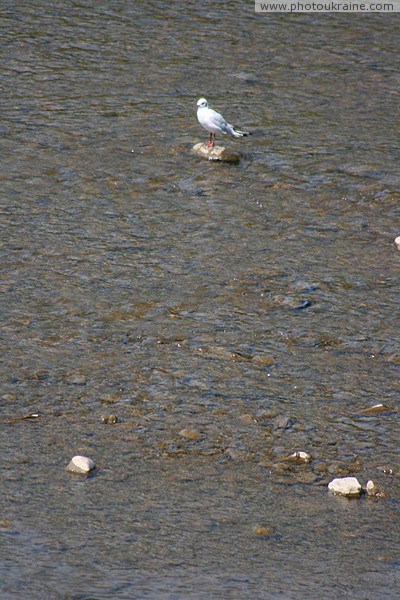 Uzhgorod. Dry-shod Zakarpattia Region Ukraine photos