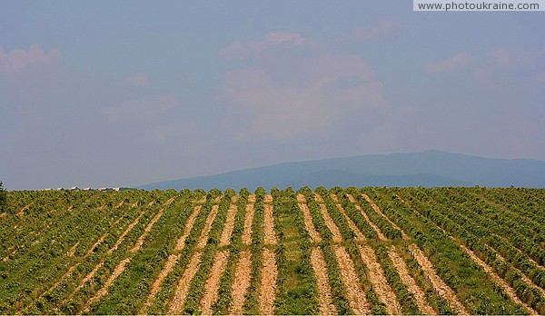 Agricultural lands cross horizon Zakarpattia Region Ukraine photos