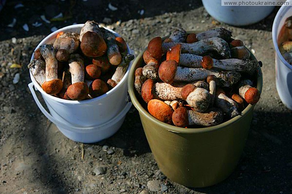 Hust. Elegant boletus from Carpathian Forest Zakarpattia Region Ukraine photos