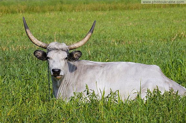 Zaporizhzhia. That is bull, or yak, or tour... Zaporizhzhia Region Ukraine photos
