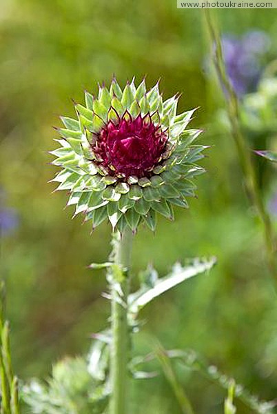 Zaporizhzhia. Khortytsia cocklebur Zaporizhzhia Region Ukraine photos