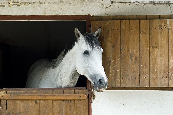 Zaporizhzhia. Khortytsia stable Zaporizhzhia Region Ukraine photos