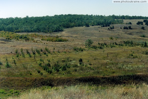 Mykolaivka. Copse on left bank of river Berda Zaporizhzhia Region Ukraine photos