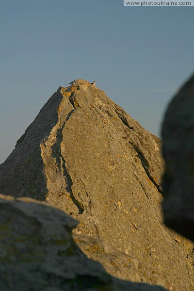 Terpinnia. Birds at top of Stone Grave Zaporizhzhia Region Ukraine photos