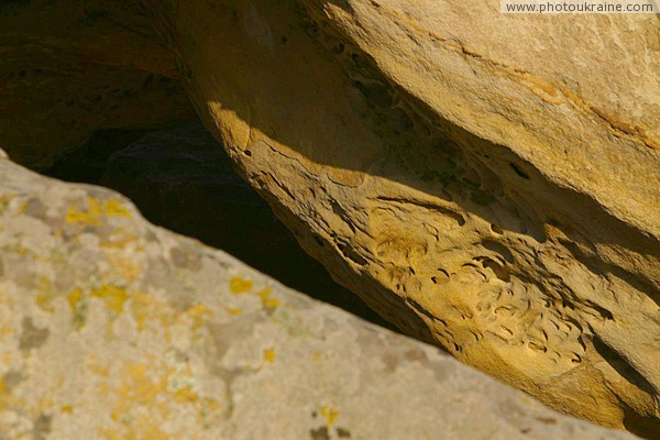 Терпенье. Отпечатки моллюсков в глыбе песчаника Запорожская область Фото Украины
