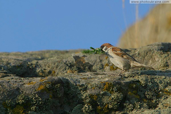 Terpinnia. Feathered vegetarian Zaporizhzhia Region Ukraine photos