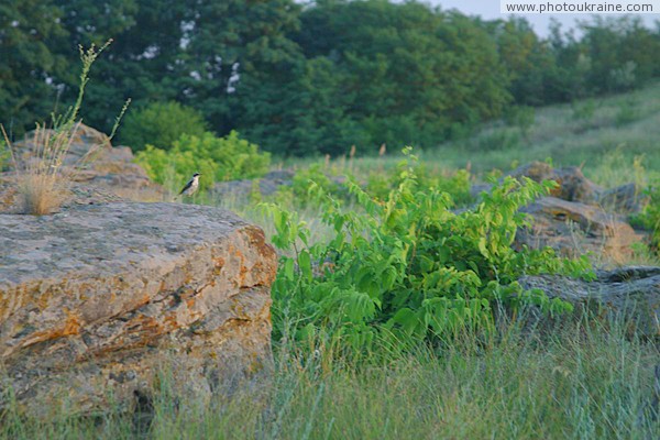 Терпенье. Пернатый хранитель Каменной Могилы Запорожская область Фото Украины