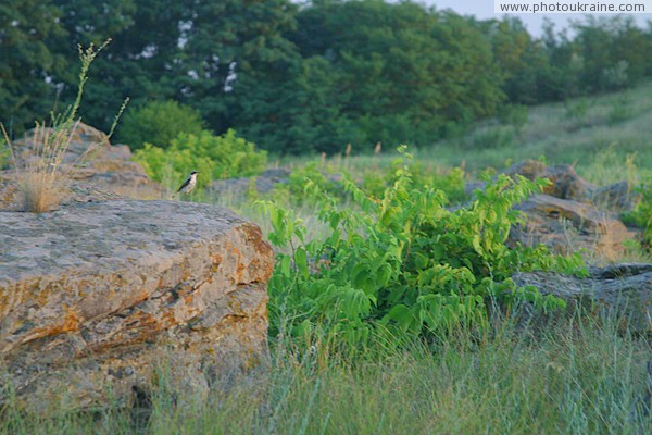 Terpinnia. Feathered keeper of Stone Grave  Zaporizhzhia Region Ukraine photos