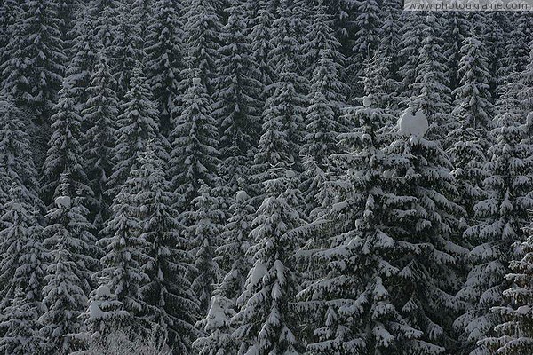 Bukovel. Snow-spruce pattern Ivano-Frankivsk Region Ukraine photos