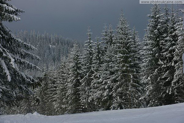 Bukovel. Erotic Rhapsody Ivano-Frankivsk Region Ukraine photos