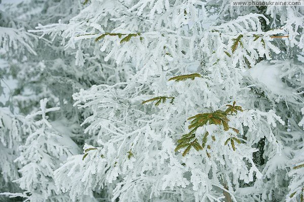 Bukovel. For those who suffered from the snow, spruce branches Ivano-Frankivsk Region Ukraine photos