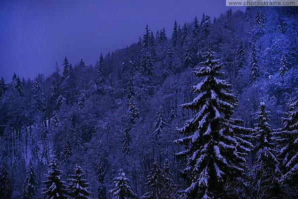 Bukovel. Deciduous snow-covered coniferous-deciduous forest Ivano-Frankivsk Region Ukraine photos