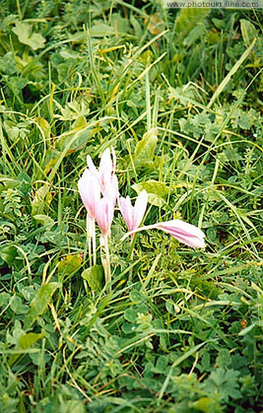 Vorokhta. Village Crocus Ivano-Frankivsk Region Ukraine photos