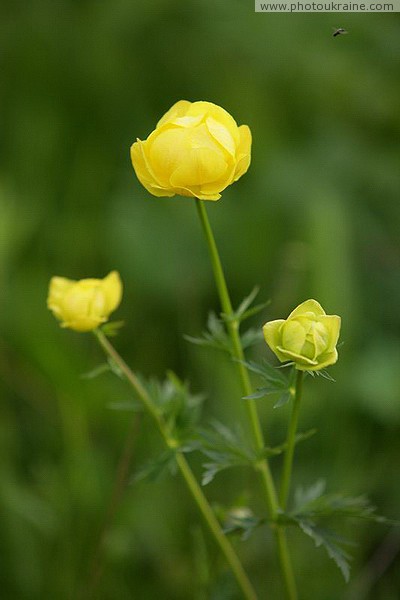 Vorokhta. Spring joy of being Ivano-Frankivsk Region Ukraine photos