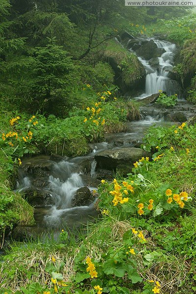 Vorokhta. Right tributary of headwater Prut Ivano-Frankivsk Region Ukraine photos