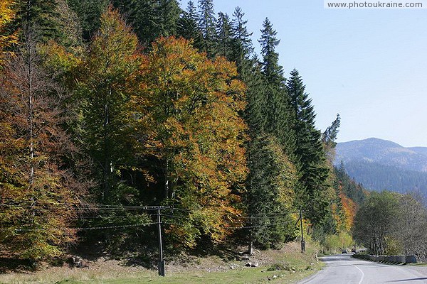 Vorokhta. The beginning of a golden autumn in the Carpathian region Ivano-Frankivsk Region Ukraine photos