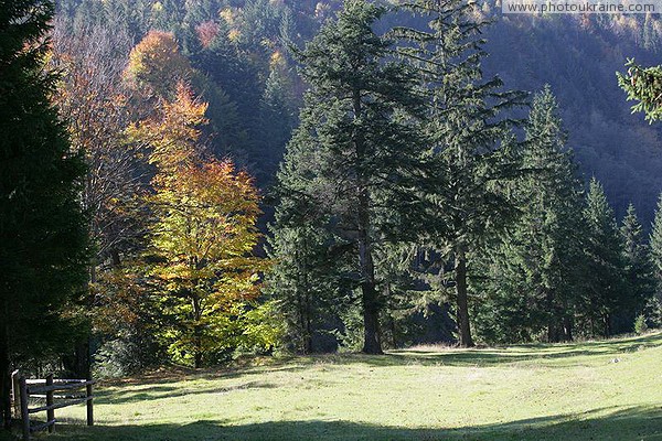 Vorokhta. On a sunny glade Ivano-Frankivsk Region Ukraine photos