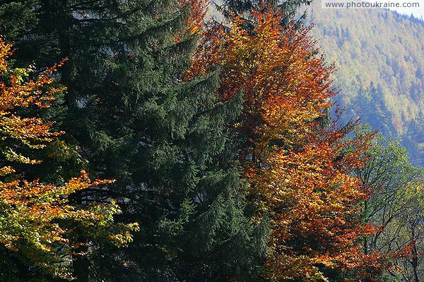 Vorokhta. Autumn wood color palette Ivano-Frankivsk Region Ukraine photos