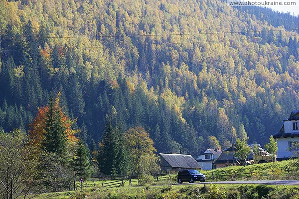 Vorokhta. Wall of the autumn coniferous and deciduous forest Ivano-Frankivsk Region Ukraine photos