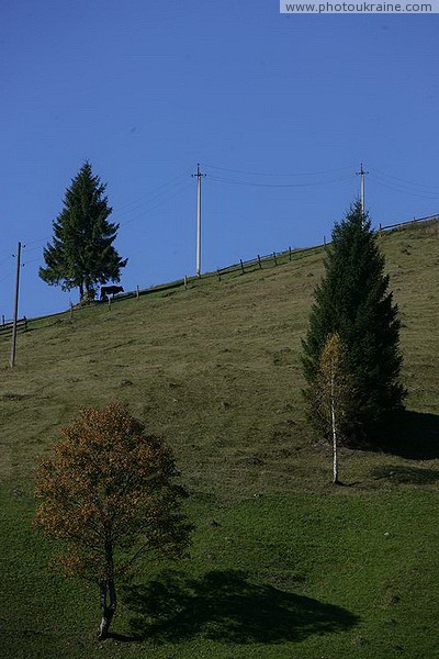 Vorokhta. Lonely trees and telegraph poles Ivano-Frankivsk Region Ukraine photos