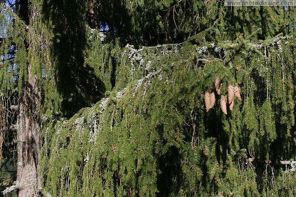 Vorokhta. Spruce paws with cones Ivano-Frankivsk Region Ukraine photos