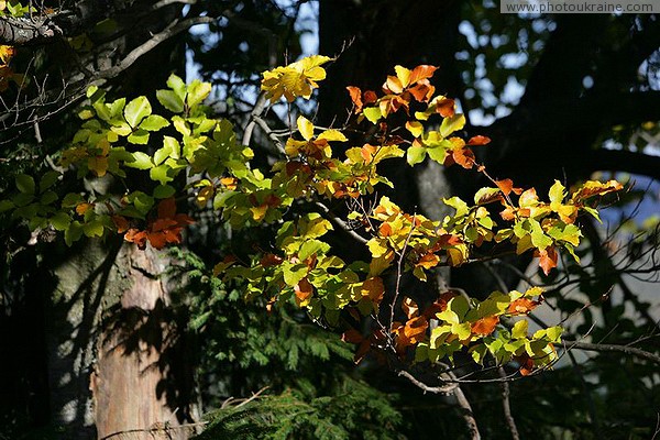 Vorokhta. So begins autumn in the foothills Ivano-Frankivsk Region Ukraine photos