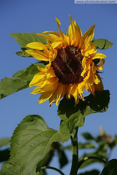 Vorokhta. Sunflower Ivano-Frankivsk Region Ukraine photos