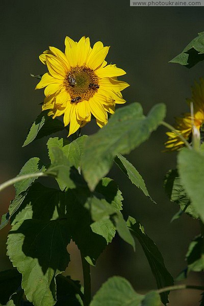 Vorokhta. Bees on a sunflower Ivano-Frankivsk Region Ukraine photos