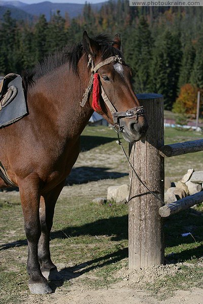 Vorokhta. Hutsul riding horse Ivano-Frankivsk Region Ukraine photos