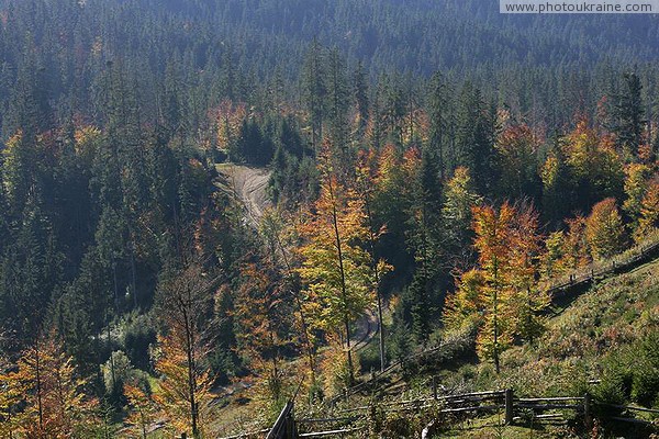 Vorokhta. Winding forest road Ivano-Frankivsk Region Ukraine photos