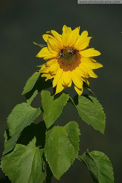 Vorokhta. Honey Sunflower Ivano-Frankivsk Region Ukraine photos