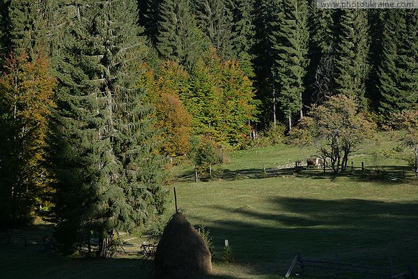 Vorokhta. On the edge of the forest Ivano-Frankivsk Region Ukraine photos