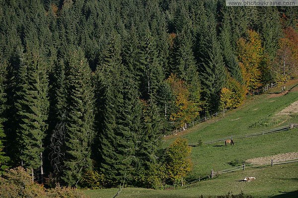 Vorokhta. Spruce Wall Attacks Farm Land Ivano-Frankivsk Region Ukraine photos