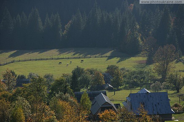 Vorokhta. Split pasture Ivano-Frankivsk Region Ukraine photos