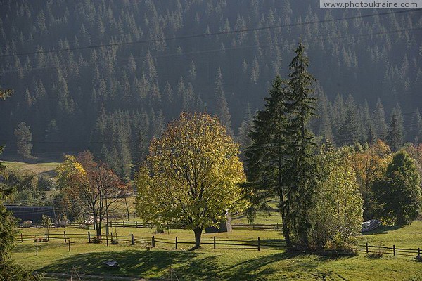 Vorokhta. Dendro variety against the background of a spruce wall Ivano-Frankivsk Region Ukraine photos