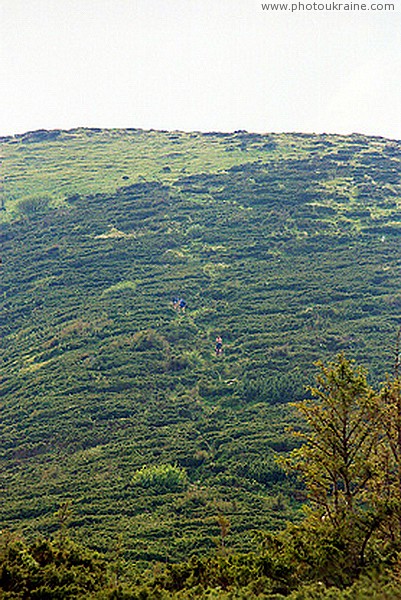 Climbing Hoverla Mountain through the Thickets of Pine Elfin Wood Ivano-Frankivsk Region Ukraine photos