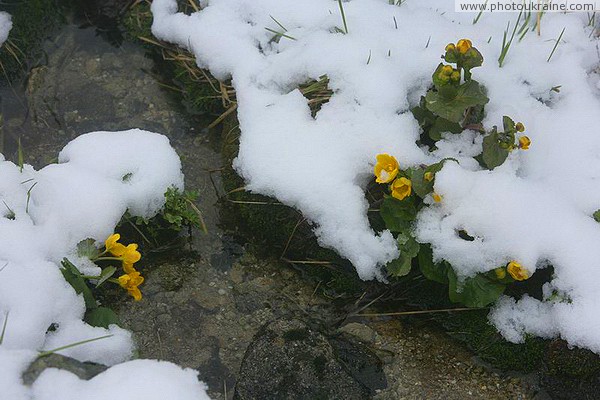 Carpathian NNP. Plant life on the banks of the creek Ivano-Frankivsk Region Ukraine photos