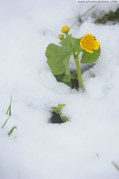 Carpathian NNP. Flower resistance Ivano-Frankivsk Region Ukraine photos