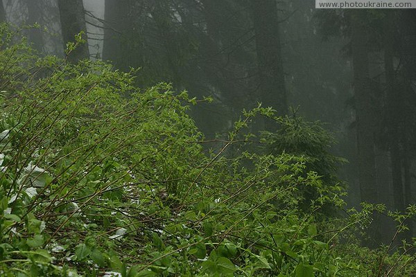 Карпатский НПП. Оживающий лесной горный склон Ивано-Франковская область Фото Украины